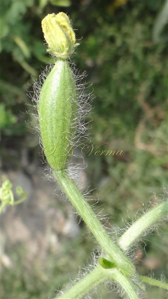 Female flower